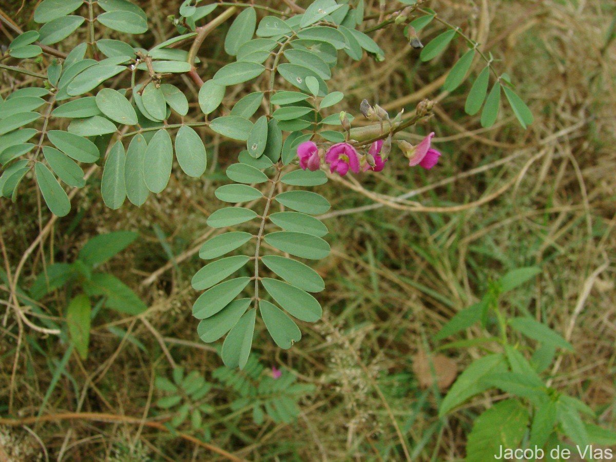 Tephrosia purpurea (L.) Pers.